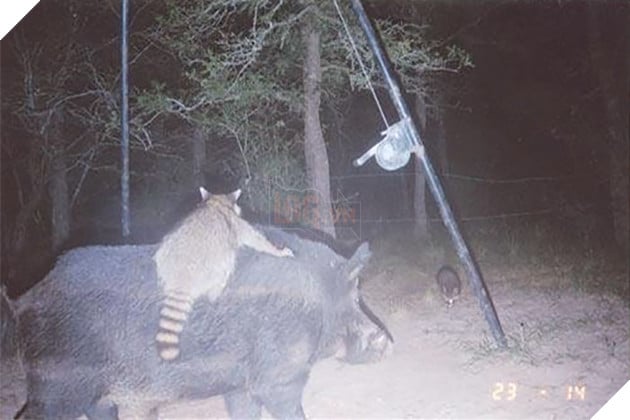Đặt máy quay lén động vật, thợ săn bất ngờ khi thấy những hành vi kỳ lạ của chúng - Ảnh 13.