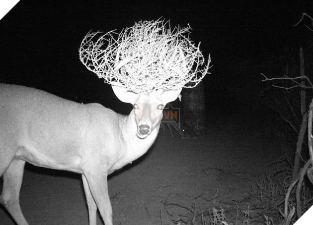 Đặt máy quay lén động vật, thợ săn bất ngờ khi thấy những hành vi kỳ lạ của chúng - Ảnh 15.