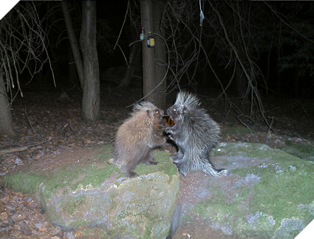 Đặt máy quay lén động vật, thợ săn bất ngờ khi thấy những hành vi kỳ lạ của chúng - Ảnh 17.