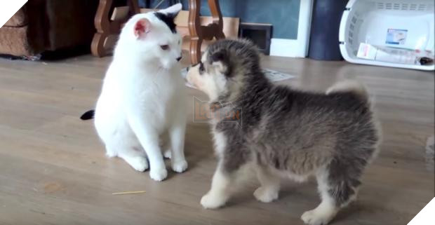 Cún con Husky lần đầu gặp đã trèo lên lưng mèo, chủ nhân ‘toát mồ hôi’, nhưng giây tiếp theo thì… Dân mạng tan chảy