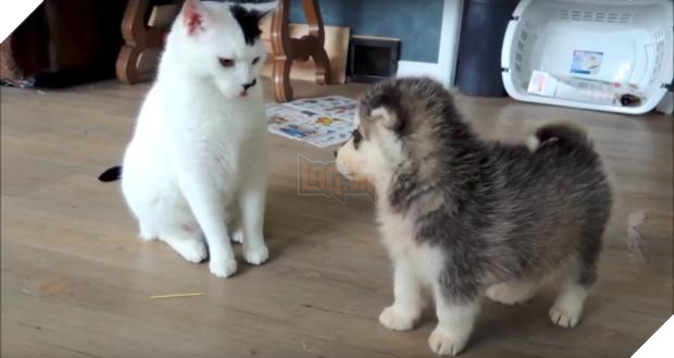 Cún con Husky lần đầu gặp đã trèo lên lưng mèo, chủ nhân ‘toát mồ hôi’, nhưng giây tiếp theo thì… Dân mạng tan chảy 2