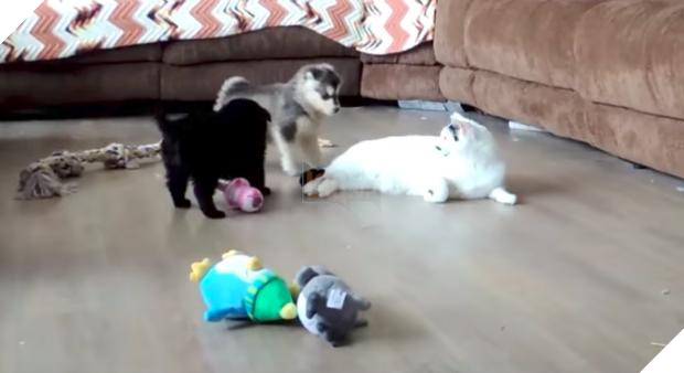 Cún con Husky lần đầu gặp đã trèo lên lưng mèo, chủ nhân ‘toát mồ hôi’, nhưng giây tiếp theo thì… Dân mạng tan chảy 3