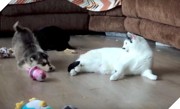 Cún con Husky lần đầu gặp đã trèo lên lưng mèo, chủ nhân ‘toát mồ hôi’, nhưng giây tiếp theo thì… Dân mạng tan chảy 4