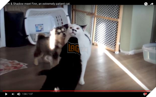 Cún con Husky lần đầu gặp đã trèo lên lưng mèo, chủ nhân ‘toát mồ hôi’, nhưng giây tiếp theo thì… Dân mạng tan chảy 7