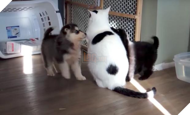 Cún con Husky lần đầu gặp đã trèo lên lưng mèo, chủ nhân ‘toát mồ hôi’, nhưng giây tiếp theo thì… Dân mạng tan chảy 5