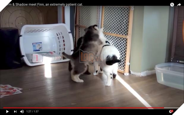 Cún con Husky lần đầu gặp đã trèo lên lưng mèo, chủ nhân ‘toát mồ hôi’, nhưng giây tiếp theo thì… Dân mạng tan chảy 6