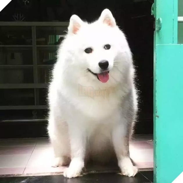 Chú chó Samoyed béo ụ đang khiến cộng đồng mạng phát cuồng vì độ dễ thương vô bờ bến của mình 2