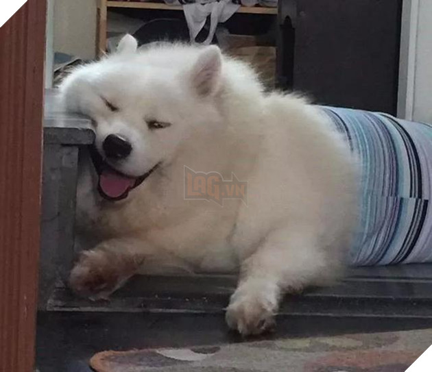 Chú chó Samoyed béo ụ đang khiến cộng đồng mạng phát cuồng vì độ dễ thương vô bờ bến của mình 4