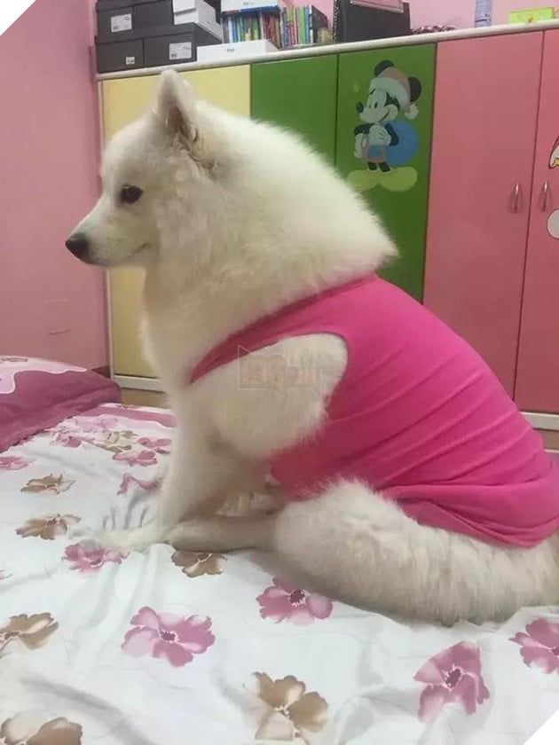 Chú chó Samoyed béo ụ đang khiến cộng đồng mạng phát cuồng vì độ dễ thương vô bờ bến của mình 5