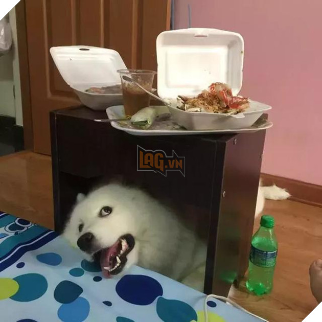 Chú chó Samoyed béo ụ đang khiến cộng đồng mạng phát cuồng vì độ dễ thương vô bờ bến của mình 6
