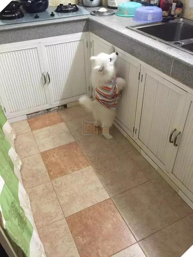 Chú chó Samoyed béo ụ đang khiến cộng đồng mạng phát cuồng vì độ dễ thương vô bờ bến của mình 7