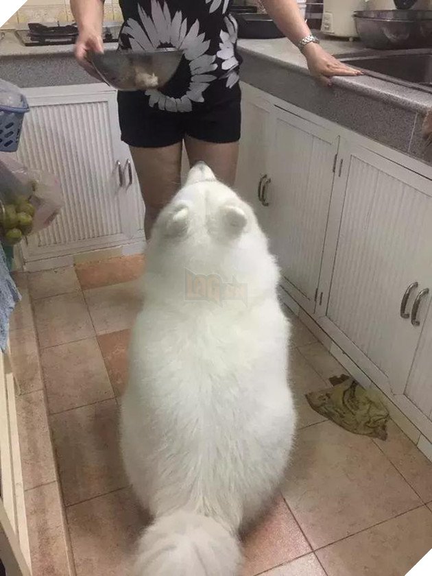 Chú chó Samoyed béo ụ đang khiến cộng đồng mạng phát cuồng vì độ dễ thương vô bờ bến của mình 9