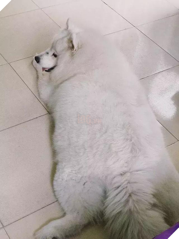 Chú chó Samoyed béo ụ đang khiến cộng đồng mạng phát cuồng vì độ dễ thương vô bờ bến của mình 11