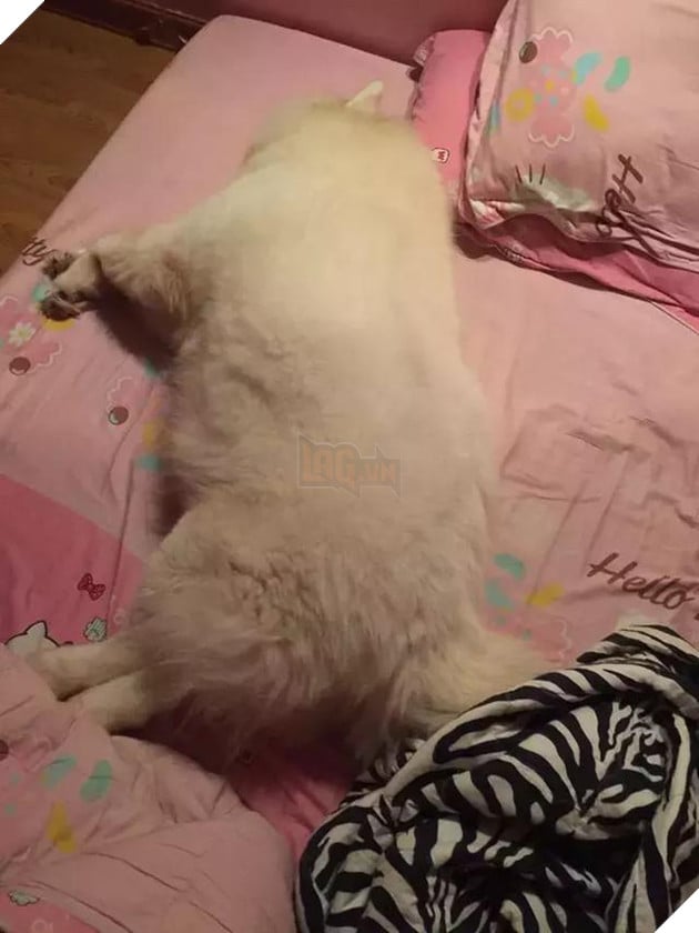 Chú chó Samoyed béo ụ đang khiến cộng đồng mạng phát cuồng vì độ dễ thương vô bờ bến của mình 13