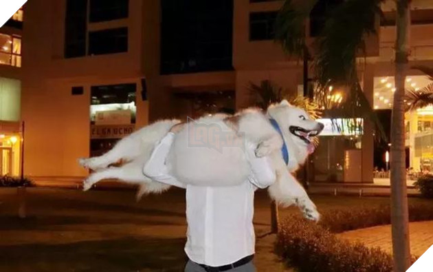 Chú chó Samoyed béo ụ đang khiến cộng đồng mạng phát cuồng vì độ dễ thương vô bờ bến của mình 15