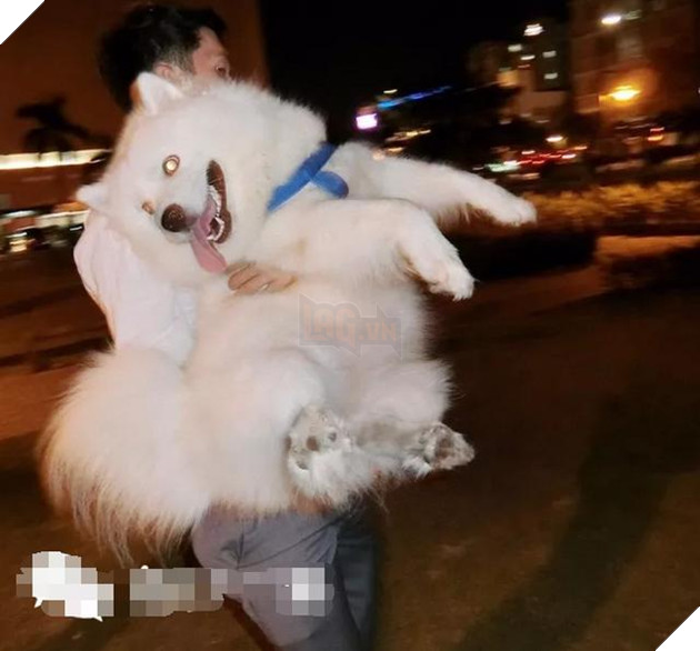 Chú chó Samoyed béo ụ đang khiến cộng đồng mạng phát cuồng vì độ dễ thương vô bờ bến của mình 14