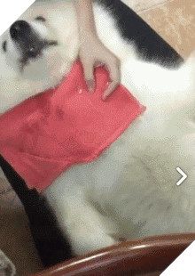 Chú chó Samoyed béo ụ đang khiến cộng đồng mạng phát cuồng vì độ dễ thương vô bờ bến của mình 16