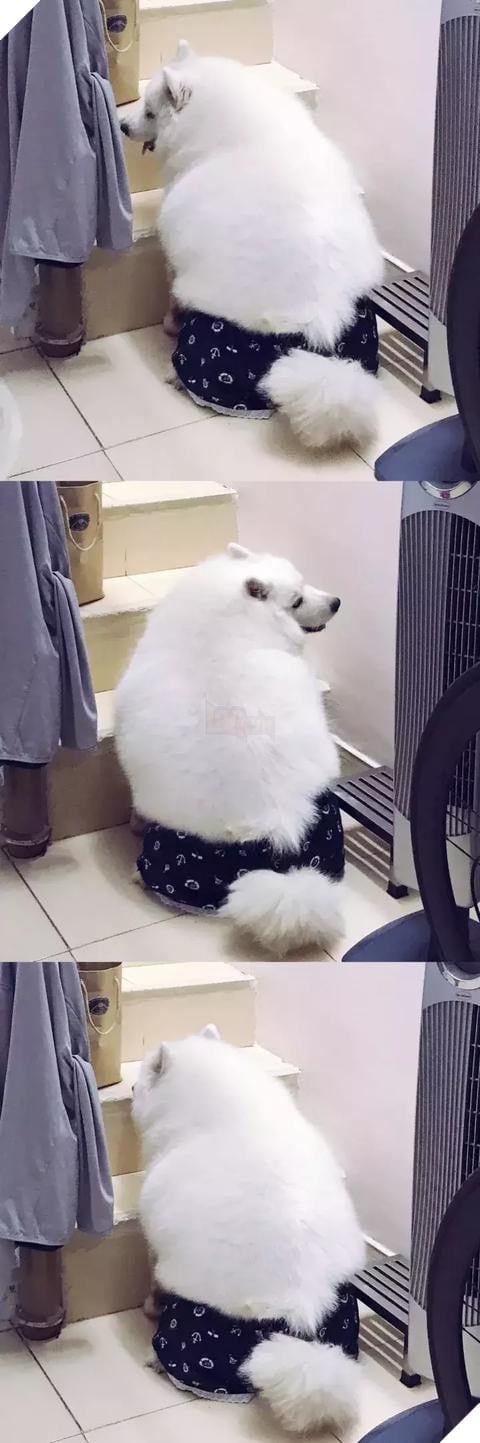 Chú chó Samoyed béo ụ đang khiến cộng đồng mạng phát cuồng vì độ dễ thương vô bờ bến của mình 20