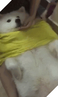 Chú chó Samoyed béo ụ đang khiến cộng đồng mạng phát cuồng vì độ dễ thương vô bờ bến của mình 18