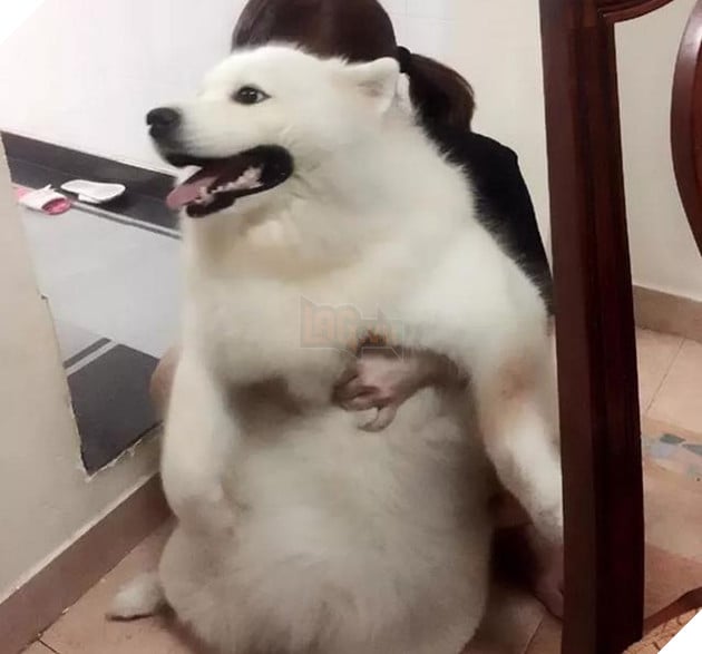 Chú chó Samoyed béo ụ đang khiến cộng đồng mạng phát cuồng vì độ dễ thương vô bờ bến của mình 22