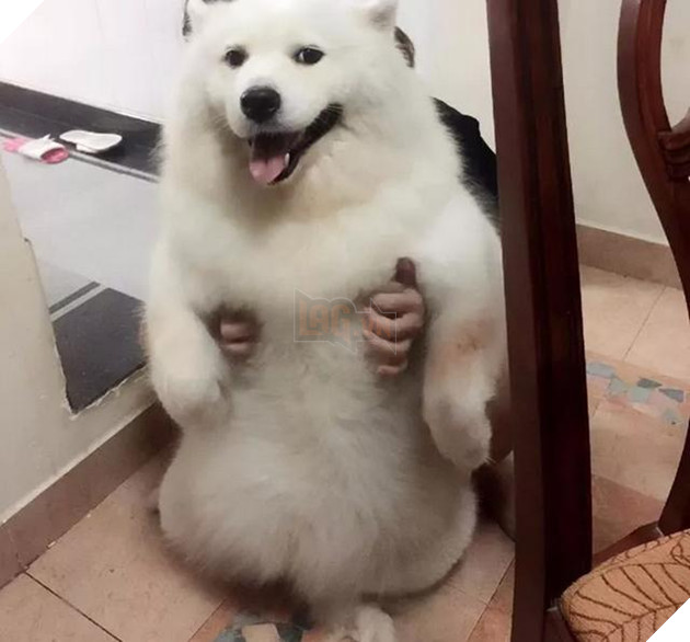 Chú chó Samoyed béo ụ đang khiến cộng đồng mạng phát cuồng vì độ dễ thương vô bờ bến của mình 23
