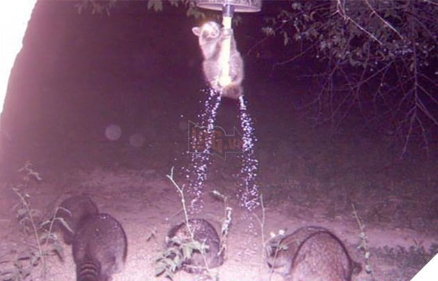 Đặt máy quay lén động vật, thợ săn bất ngờ khi thấy những hành vi kỳ lạ của chúng - Ảnh 19.