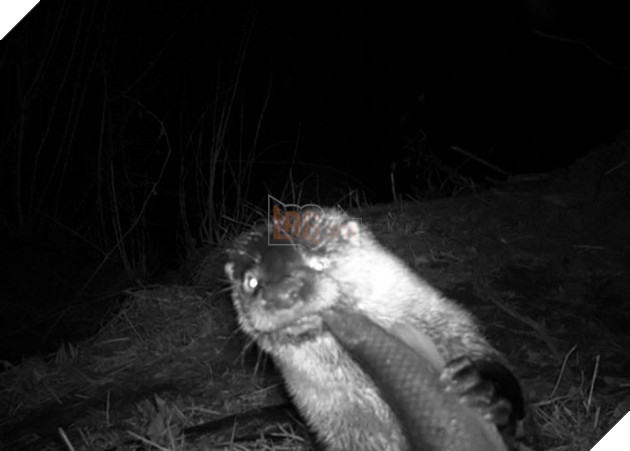 Đặt máy quay lén động vật, thợ săn bất ngờ khi thấy những hành vi kỳ lạ của chúng - Ảnh 21.