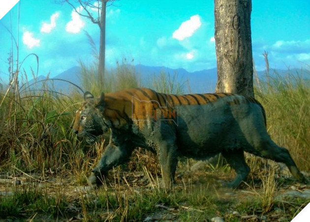 Đặt máy quay lén động vật, thợ săn bất ngờ khi thấy những hành vi kỳ lạ của chúng - Ảnh 23.