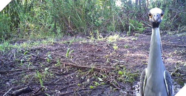 Đặt máy quay lén động vật, thợ săn bất ngờ khi thấy những hành vi kỳ lạ của chúng - Ảnh 25.