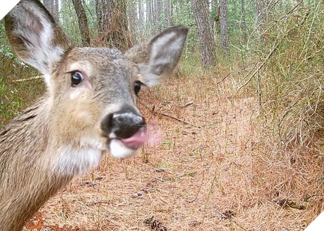 Đặt máy quay lén động vật, thợ săn bất ngờ khi thấy những hành vi kỳ lạ của chúng - Ảnh 27.