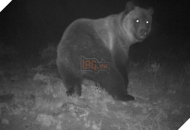 Đặt máy quay lén động vật, thợ săn bất ngờ khi thấy những hành vi kỳ lạ của chúng - Ảnh 29.