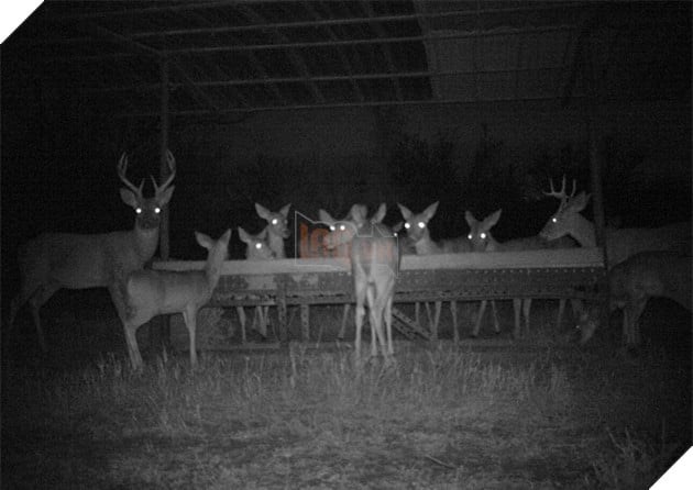 Đặt máy quay lén động vật, thợ săn bất ngờ khi thấy những hành vi kỳ lạ của chúng - Ảnh 31.