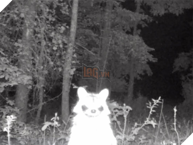 Đặt máy quay lén động vật, thợ săn bất ngờ khi thấy những hành vi kỳ lạ của chúng - Ảnh 33.