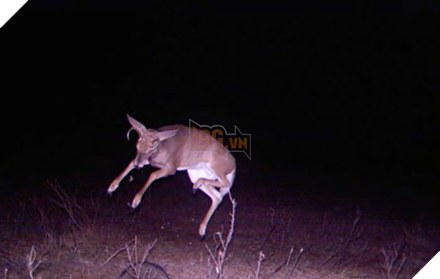 Đặt máy quay lén động vật, thợ săn bất ngờ khi thấy những hành vi kỳ lạ của chúng - Ảnh 36.