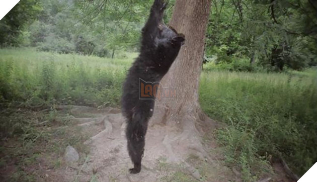 Đặt máy quay lén động vật, thợ săn bất ngờ khi thấy những hành vi kỳ lạ của chúng - Ảnh 38.