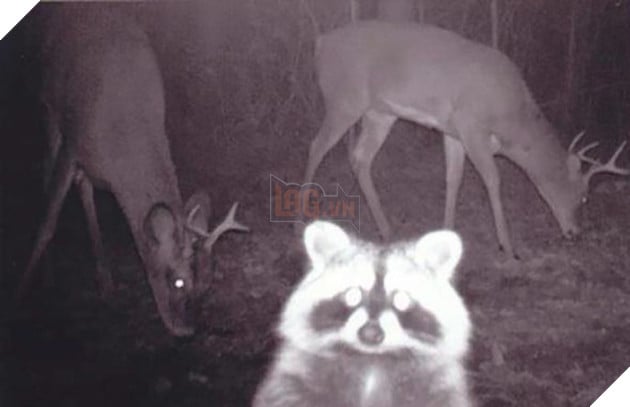 Đặt máy quay lén động vật, thợ săn bất ngờ khi thấy những hành vi kỳ lạ của chúng - Ảnh 3.