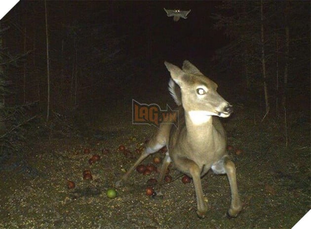 Đặt máy quay lén động vật, thợ săn bất ngờ khi thấy những hành vi kỳ lạ của chúng - Ảnh 5.