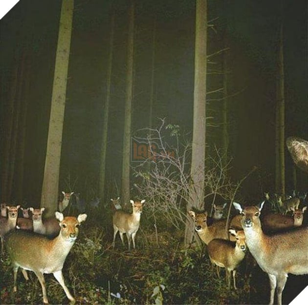 Đặt máy quay lén động vật, thợ săn bất ngờ khi thấy những hành vi kỳ lạ của chúng - Ảnh 7.