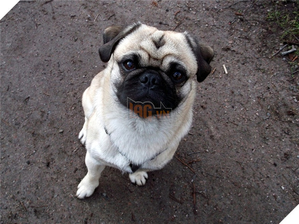 Đây là lý do vì sao đừng bao giờ lai Pug với giống nào khác