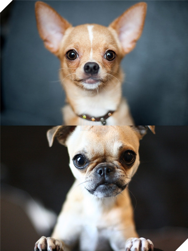 Đây là lý do vì sao đừng bao giờ lai Pug với giống nào khác 3