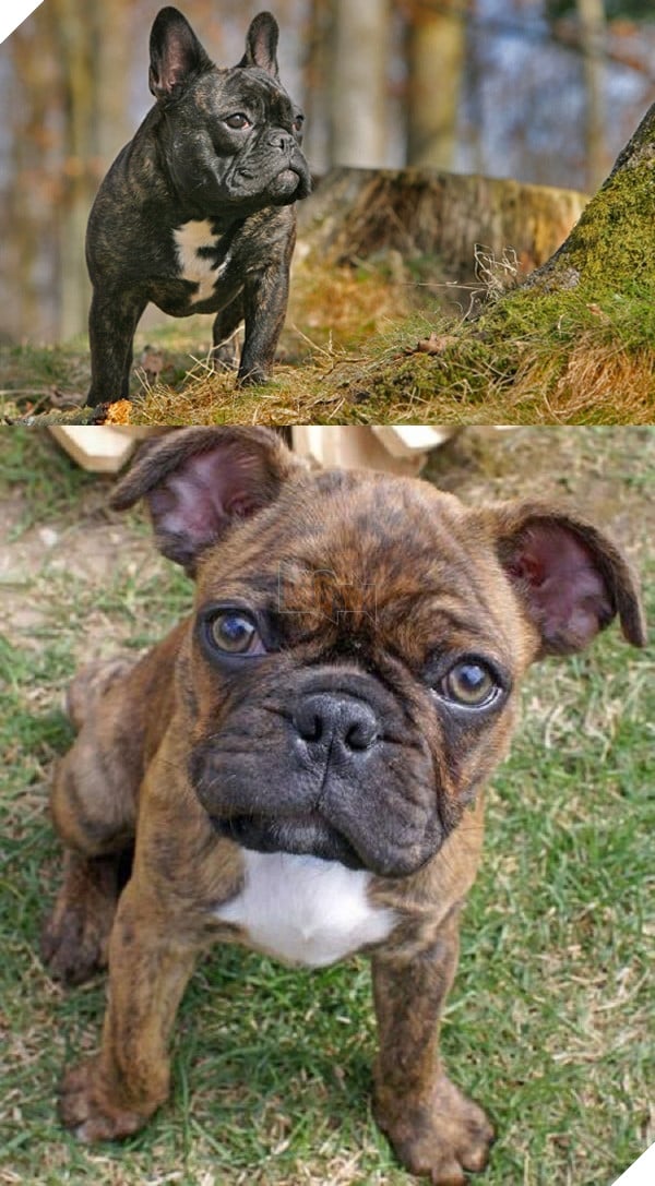 Đây là lý do vì sao đừng bao giờ lai Pug với giống nào khác 7