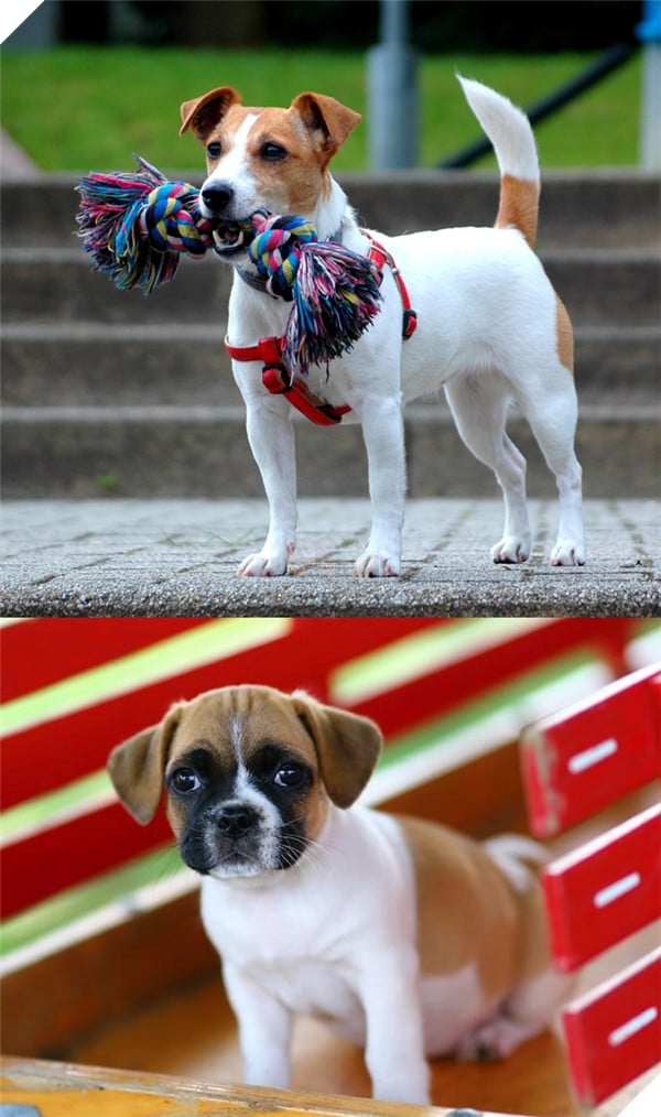 Đây là lý do vì sao đừng bao giờ lai Pug với giống nào khác 9