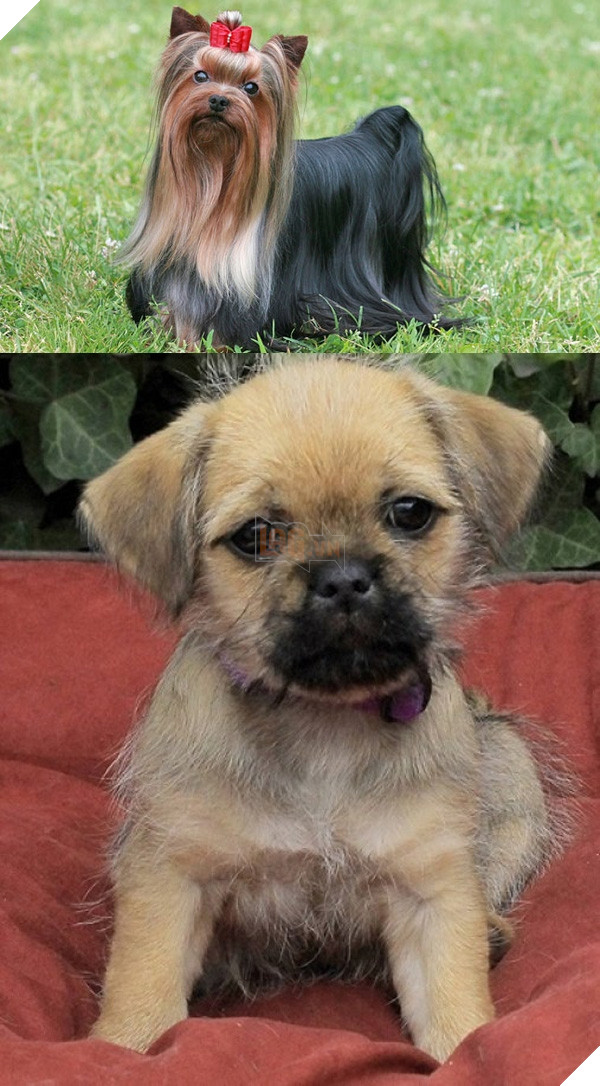 Đây là lý do vì sao đừng bao giờ lai Pug với giống nào khác 11