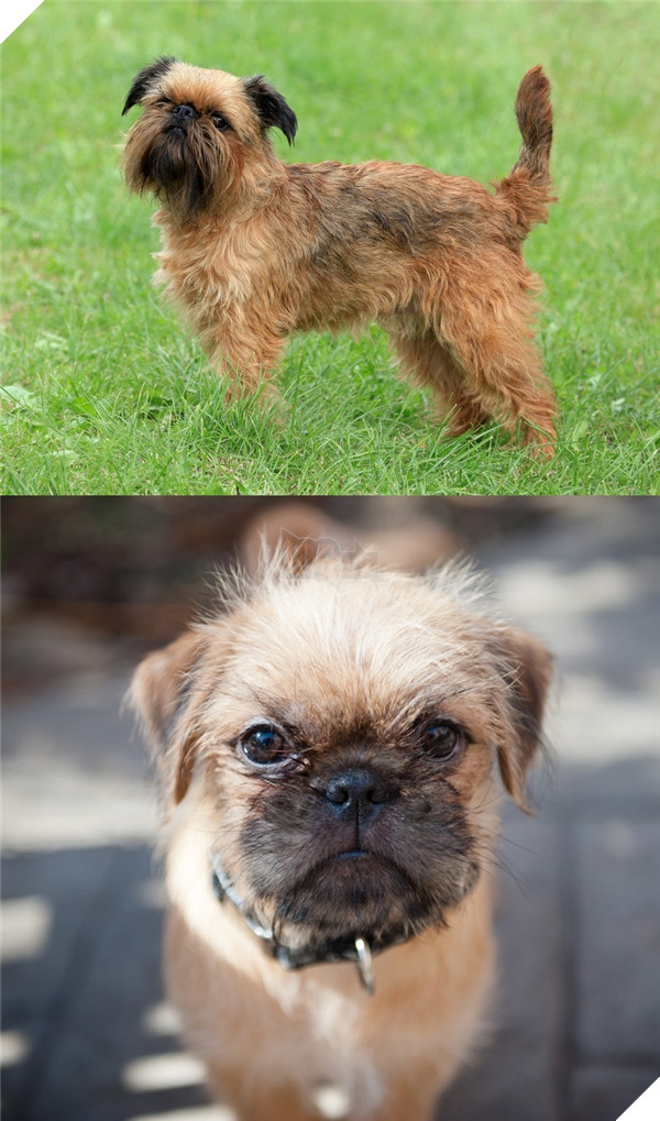 Đây là lý do vì sao đừng bao giờ lai Pug với giống nào khác 12