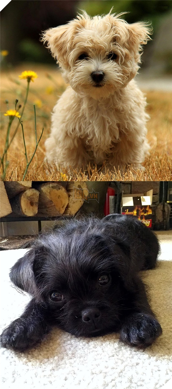 Đây là lý do vì sao đừng bao giờ lai Pug với giống nào khác 13