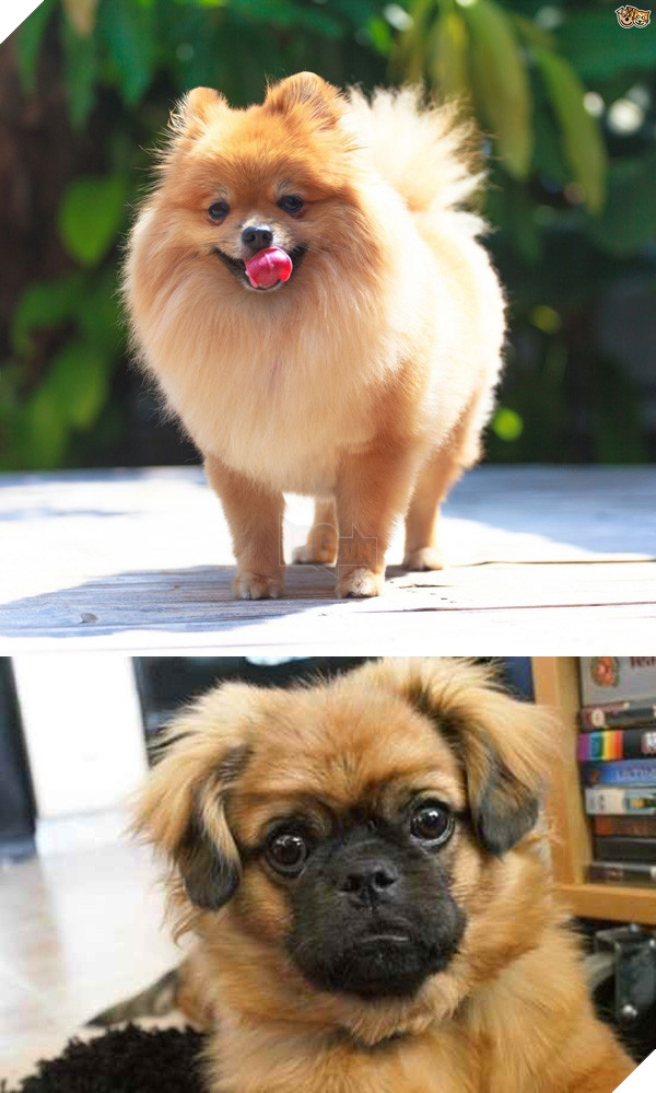 Đây là lý do vì sao đừng bao giờ lai Pug với giống nào khác 16