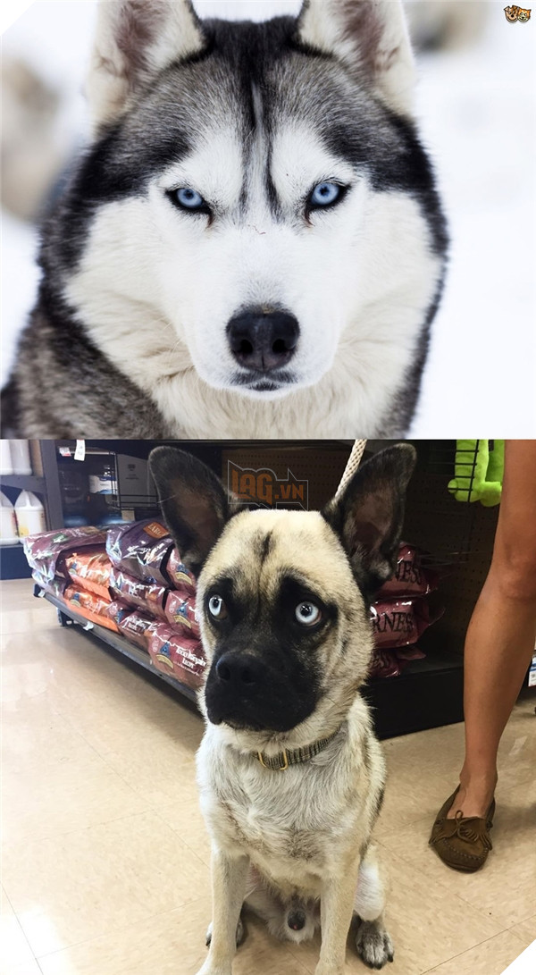 Đây là lý do vì sao đừng bao giờ lai Pug với giống nào khác 18