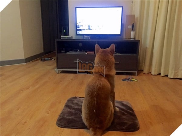 Chú Shiba tưởng mình là người, suốt ngày chỉ xem phim với vẽ tranh