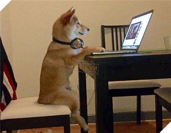 Chú Shiba tưởng mình là người, suốt ngày chỉ xem phim với vẽ tranh
