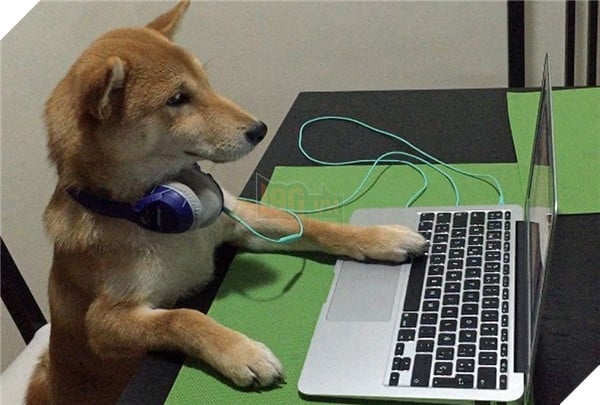 Chú Shiba tưởng mình là người, suốt ngày chỉ xem phim với vẽ tranh